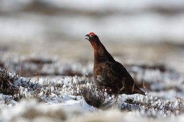 Red grouse, Lagopus lagopus scoticus