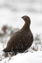 Red grouse, Lagopus lagopus scoticus