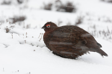 Red grouse, Lagopus lagopus scoticus