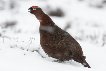 Red grouse, Lagopus lagopus scoticus