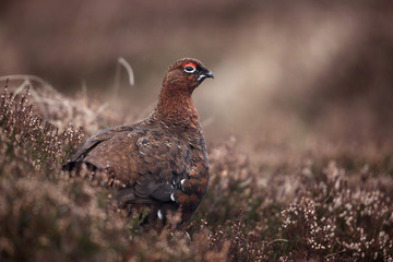Red grouse, Lagopus lagopus scoticus