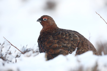 Red grouse, Lagopus lagopus scoticus