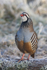 Red legged partridge, Alectoris rufa, In frost, Midlands, winter