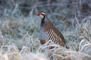 Red legged partridge, Alectoris rufa, In frost, Midlands, winter