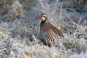 Red legged partridge, Alectoris rufa, In frost, Midlands, winter
