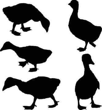 set of gosling silhouettes isolated on white