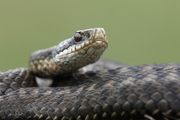 Fototapeta premium Adder, Vipera berus