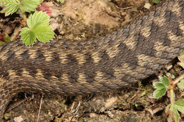 Adder, Vipera berus