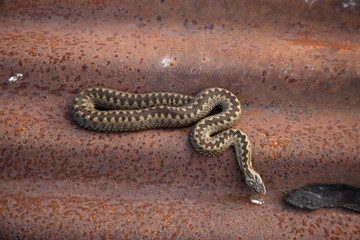 Adder, Vipera berus