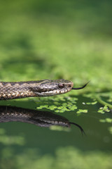 Adder, Vipera berus