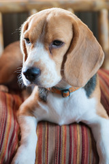 Baby beagle on orange pillow sofa