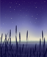 Starry night landscape with reeds
