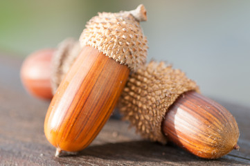 Three acorns © Vitya