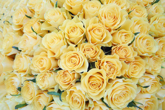 Large bright bouquet of freshly cut big beautiful yellow roses.