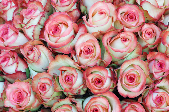 Close-up of bright bunch of freshly cut beautiful pink roses.
