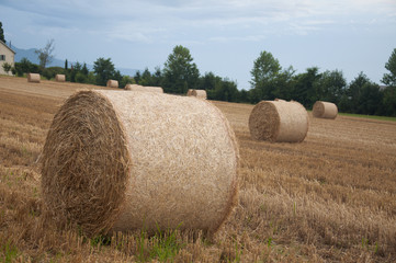 Bales of hay in a field in Switzerland