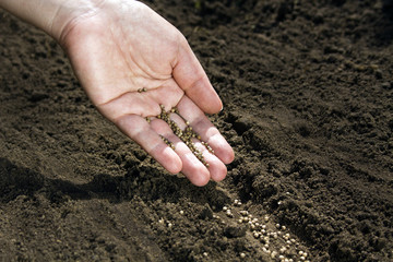 Hand placing seeds on soil