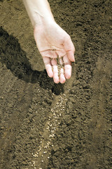 Hand placing seeds on soil