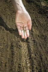 Hand placing seeds on soil