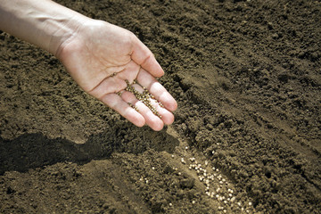 Hand placing seeds on soil