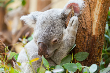 koala a bear sits on a branch of a tree and sleeps