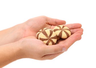 Hand holds biscuits of a chocolate cloves.