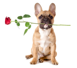 Französische Bulldogge mit Rose
