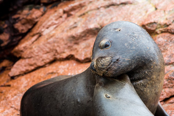 Obraz premium South American Sea lions, Ballestas Islands,Paracas.Peru