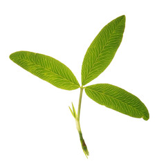 Green leaf of Zigzag Clover isolated on white