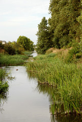 Brook lined with reeds