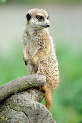 Meerkat