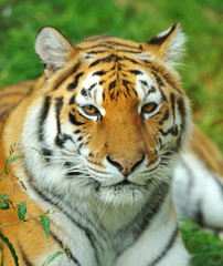 Fototapeta premium Tiger