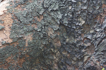 Old Wood Tree Texture Background Pattern