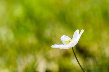 Wood anemone closeup