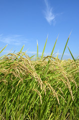 Naklejka premium 稲穂