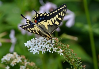 オカトラノオの蜜を吸うアゲハ蝶