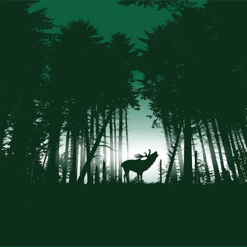 Hirsch im Fichtenwald bei Nacht