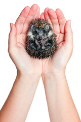 curled up hedgehog © borzywoj