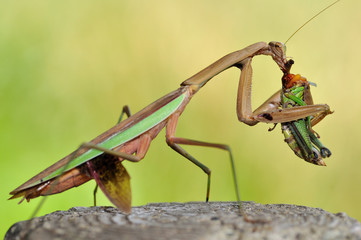 カマキリの食事