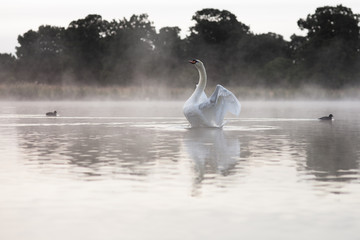 Swan stretching at dawn on lake
