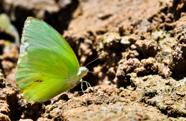 Butterfly eating salt lick