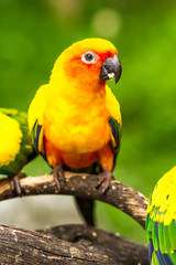parrot in nightsafari chiangmai Thailand