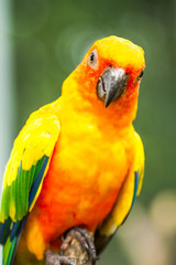 parrot in nightsafari chiangmai Thailand