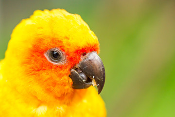 parrot in nightsafari chiangmai Thailand