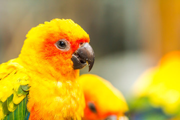 parrot in nightsafari chiangmai Thailand