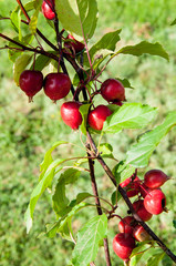 Malus baccata Red Obelisk
