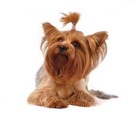 Yorkshire terrier portrait isolated on white