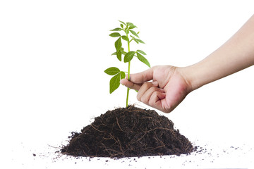Hand and tree