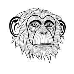Monkey chimpanzee head