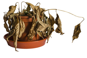 Dead Plant © oldbob